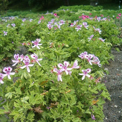 Pelargonium graveolens 'Citronella' ~ Citronella Scented Geranium