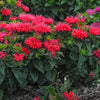 Monarda didyma 'Pardon My Cerise' ~ Pardon My Cerise Bee Balm
