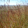 Andropogon gerardii 'Red October' ~ Red October Big Bluestem
