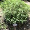 Salvia leucantha 'Santa Barbara' PP #12,949 ~ Santa Barbara Mexican Bush Sage