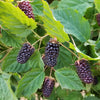 Rubus fruticosus 'Columbia Star' ~ Columbia Star Thornless Blackberry