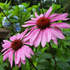 Echinacea 'Solar Flare' ~ Big Sky™ Solar Flare Coneflower