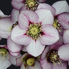Helleborus 'French Kiss' ~ Honeymoon® French Kiss Lenten Rose
