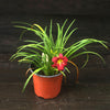 Hemerocallis 'Ruby Stella' ~ Ruby Stella D'Oro Daylily