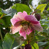 Helleborus x hybridus Frostkiss® 'Tutu' ~ Frostkiss Tutu Lenten Rose