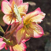 Helleborus x glandorfensis 'Coseh 5100' ~ HGC® Ice N' Roses® Dark Picotee Hellebore