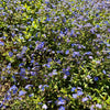 Veronica peduncularis 'Georgia Blue' ~ Georgia Blue Speedwell