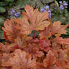 Heucherella 'Buttered Rum' ~ Buttered Rum Foamy Bells