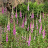 Digitalis 'Camelot Mix' ~ Camelot Mix Foxglove