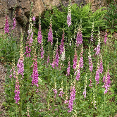 Digitalis 'Camelot Mix' ~ Camelot Mix Foxglove
