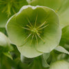 Helleborus x nigercors 'Snow Love' ~ Winter Magic™ Snow Love Lenten Rose