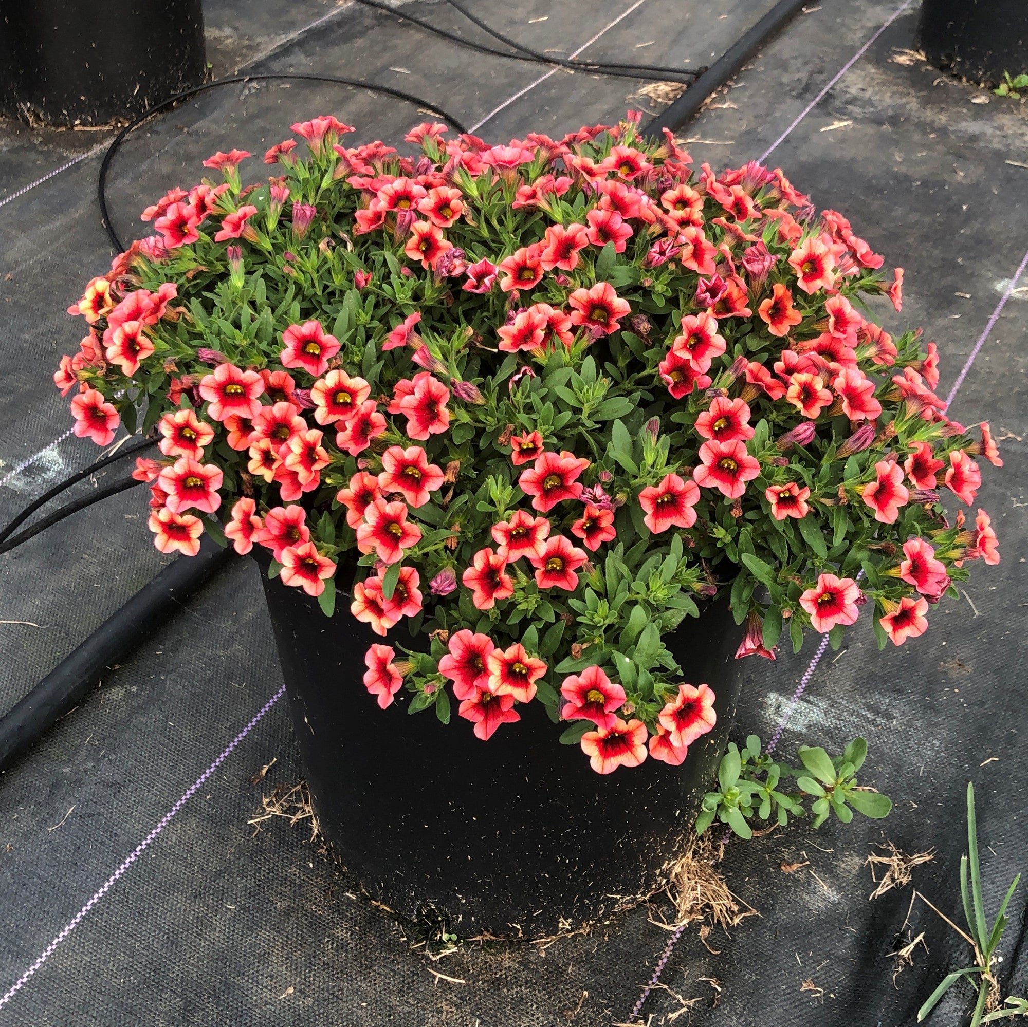 Calibrachoa 'Balcongraniss' ~ Conga™ Orange Kiss Calibrachoa