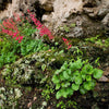 Heuchera 'Bressingham Hybrids' ~ Bressingham Hybrids Coral Bells