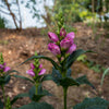 Chelone obliqua 'Armtipp02' ~ Tiny Tortuga Turtlehead