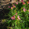 Hemerocallis 'Prairie Blue Eyes' ~ Prairie Blue Eyes Daylily