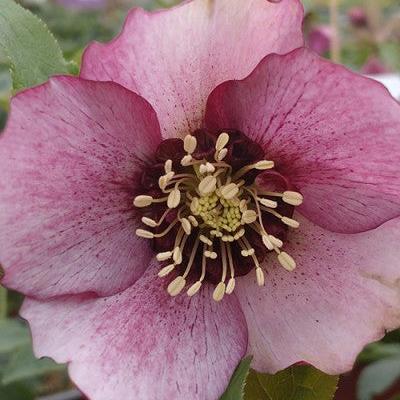 Helleborus orientalis 'Glamour Beaming Blush' ~ Glamour™ Beaming Blush Lenten Rose