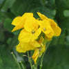 Erysimum cheiri 'Sugar Rush Yellow' ~ Sugar Rush™ Yellow Wallflower