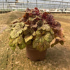 Heucherella 'Buttered Rum' ~ Buttered Rum Foamy Bells