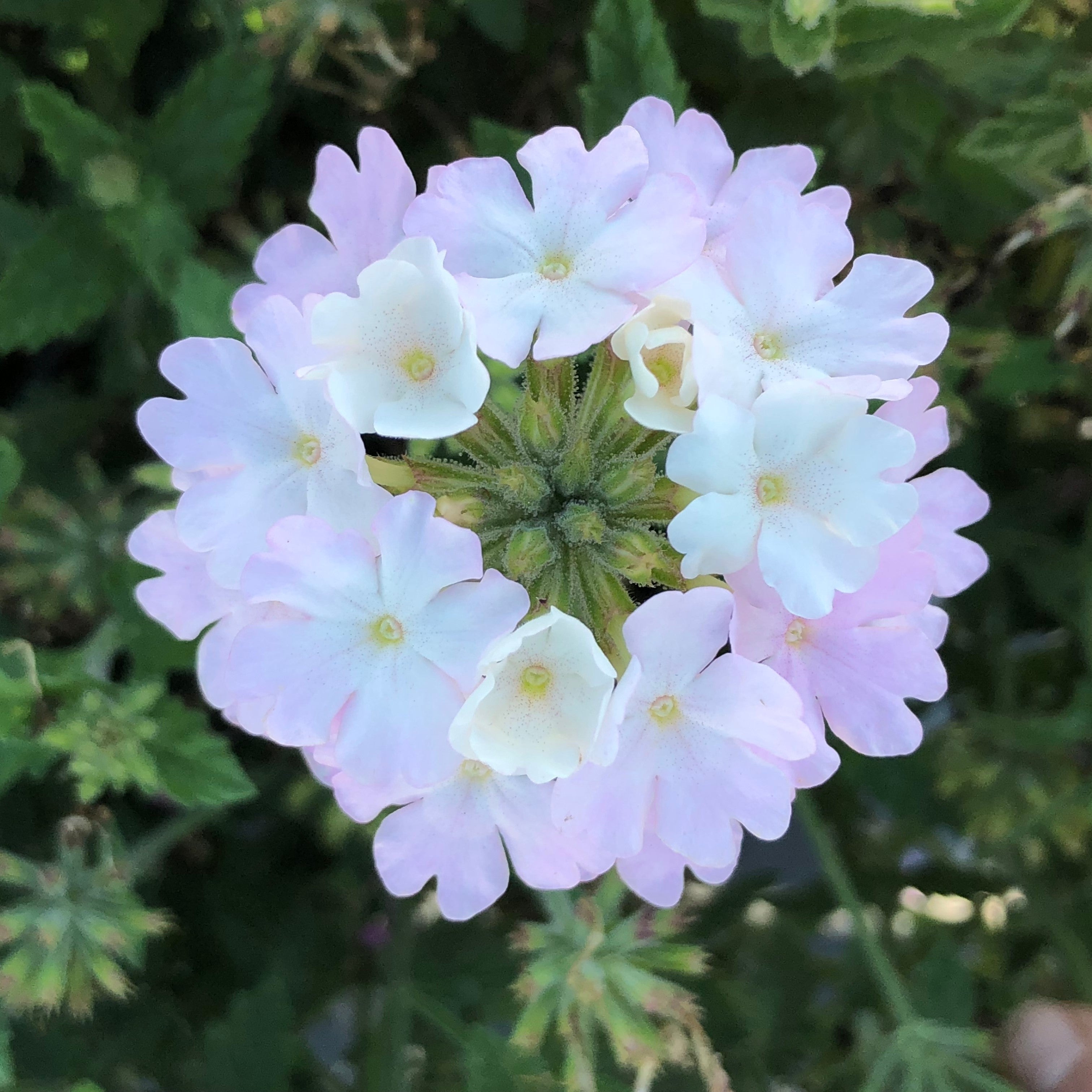 Verbena peruviana 'Balendish' PP25839 ~ EnduraScape™ White Blush