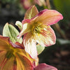 Helleborus x glandorfensis 'Coseh 5100' ~ HGC® Ice N' Roses® Dark Picotee Hellebore