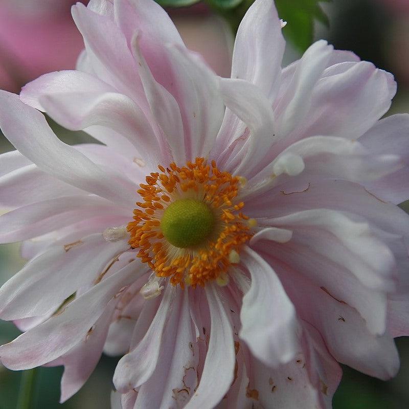 Anemone x 'Queen Charlotte' ~ Queen Charlotte Anemone – Riverbend