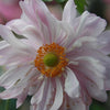 Anemone x 'Queen Charlotte' ~ Queen Charlotte Anemone