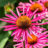 Echinacea purpurea 'Pica Bella' ~ Pica Bella Echinacea, Coneflower