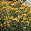 Heliopsis helianthoides var. scabra 'Burning Hearts' ~ Burning Hearts False Sunflower