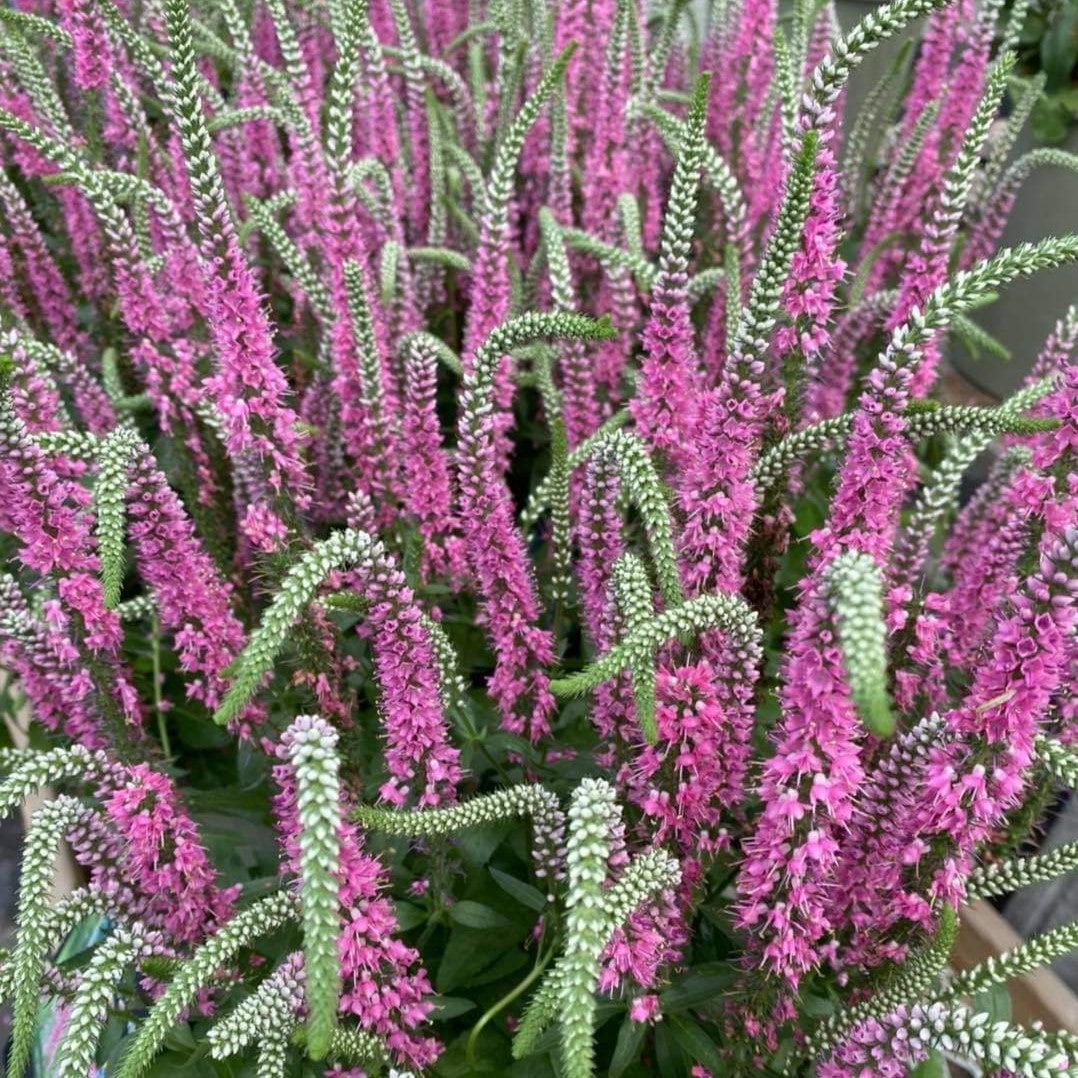 Veronica longifolia 'Perfectly Picasso' ~ Perfectly Picasso Tall Speedwell