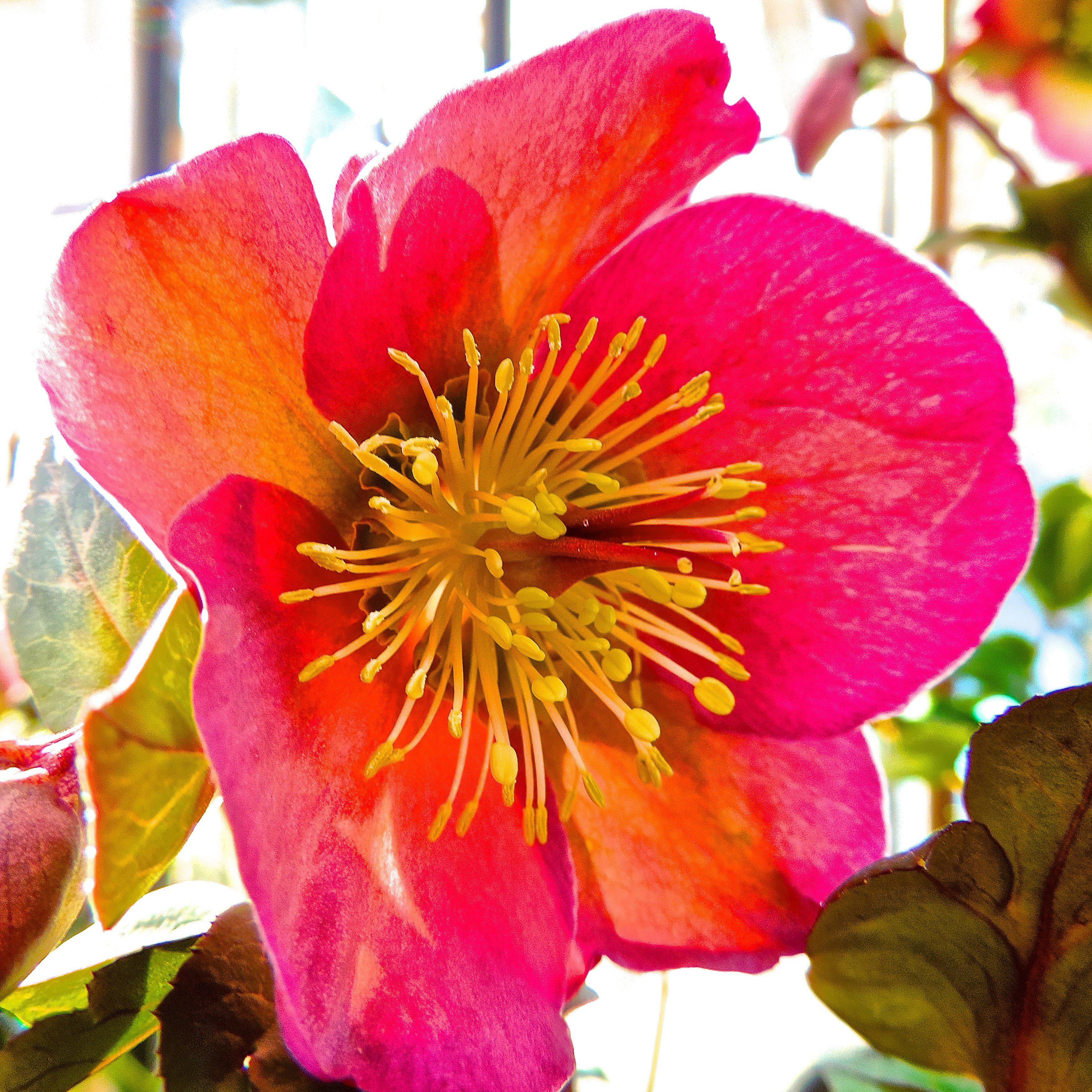 Helleborus x hybridus 'ABCRD01' ~ FrostKiss™ Penny's Pink® Lenten