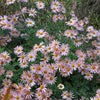 Dendrathema 'Hillside Pink Sheffield' ~ Hillside Pink Sheffield Garden Mum
