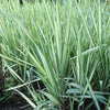 Phalaris arundinacea var. picta 'Feesey' ~ Strawberries & Cream Ribbon Grass
