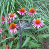 Echinacea purpurea 'Pica Bella' ~ Pica Bella Echinacea, Coneflower