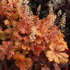 Heucherella 'Buttered Rum' ~ Buttered Rum Foamy Bells