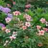 Rosa x 'ChewEyesUp' ~ Ringo All-Star™ Rose