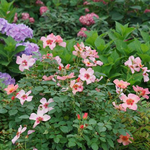 Rosa x 'ChewEyesUp' ~ Ringo All-Star™ Rose
