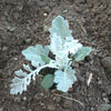 Senecio cineraria 'New Look' ~ New Look® Dusty Miller