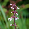 Heuchera 'Electric Plum' ~ Electric Plum Coral Bells