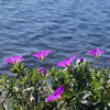 Geranium sanguineum 'New Hampshire Purple' ~ New Hampshire Purple Geranium