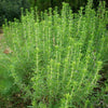 Satureja montana ~ Winter Savory
