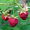 Rubus idaeus 'Meeker' ~ Meeker Raspberry