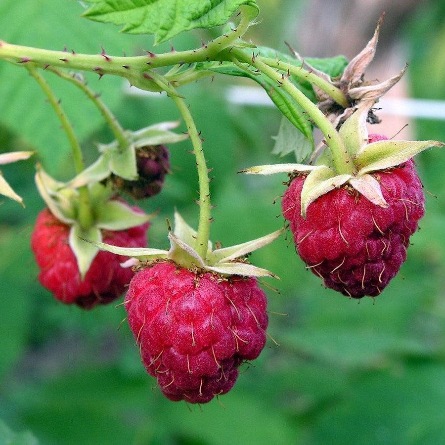 Rubus idaeus 'Meeker' ~ Meeker Raspberry