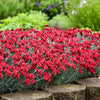Dianthus 'Maraschino' ~ Fruit Punch® Maraschino Dianthus