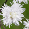 Lychnis flos-cuculi 'Petite Henri' ~ Petite Henri Catchfly