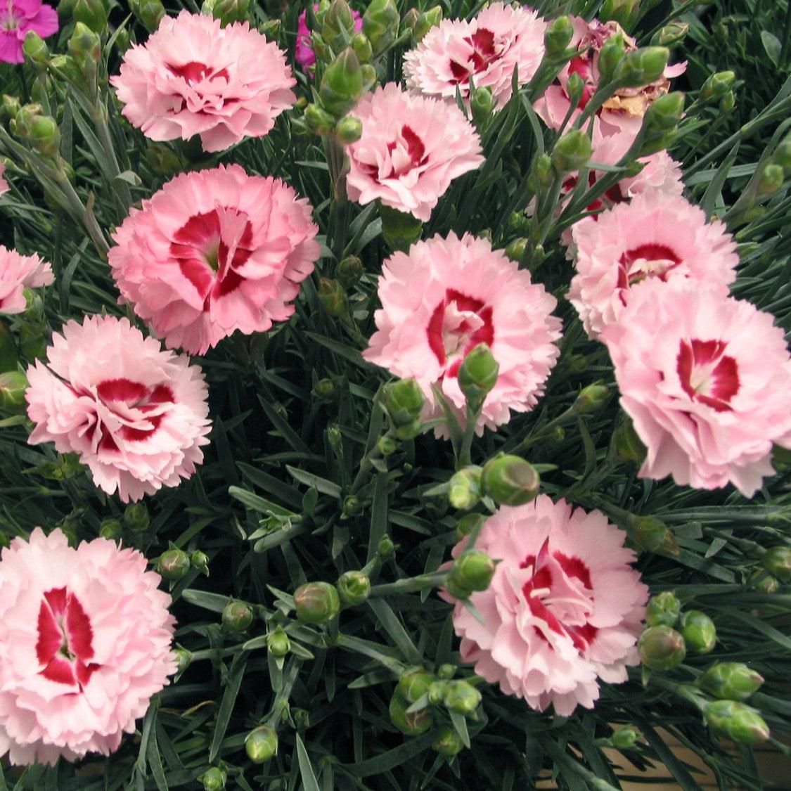 Dianthus x 'Devon Yolande' ~ Scent First® Raspberry Surprise Dianthus