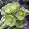 Helleborus x nigercors 'Snow Love' ~ Winter Magic™ Snow Love Lenten Rose
