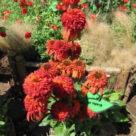 hot papaya echinacea seeds Echinacea x 'Hot Papaya' ~ Hot Papaya Echinacea, Coneflower – Riverbend Nursery
