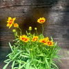 Coreopsis 'Baluptgonz' ~ Uptick™ Gold & Bronze Tickseed
