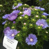 Stokesia laevis 'Mel's Blue' ~ Mel's Blue Stokes' Aster