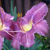 Hemerocallis 'Prairie Blue Eyes' ~ Prairie Blue Eyes Daylily